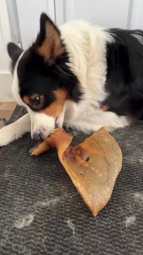 Kauartikel Friandise pour Chien Oreilles de cochon XXL (SOXXL5) – Image 2